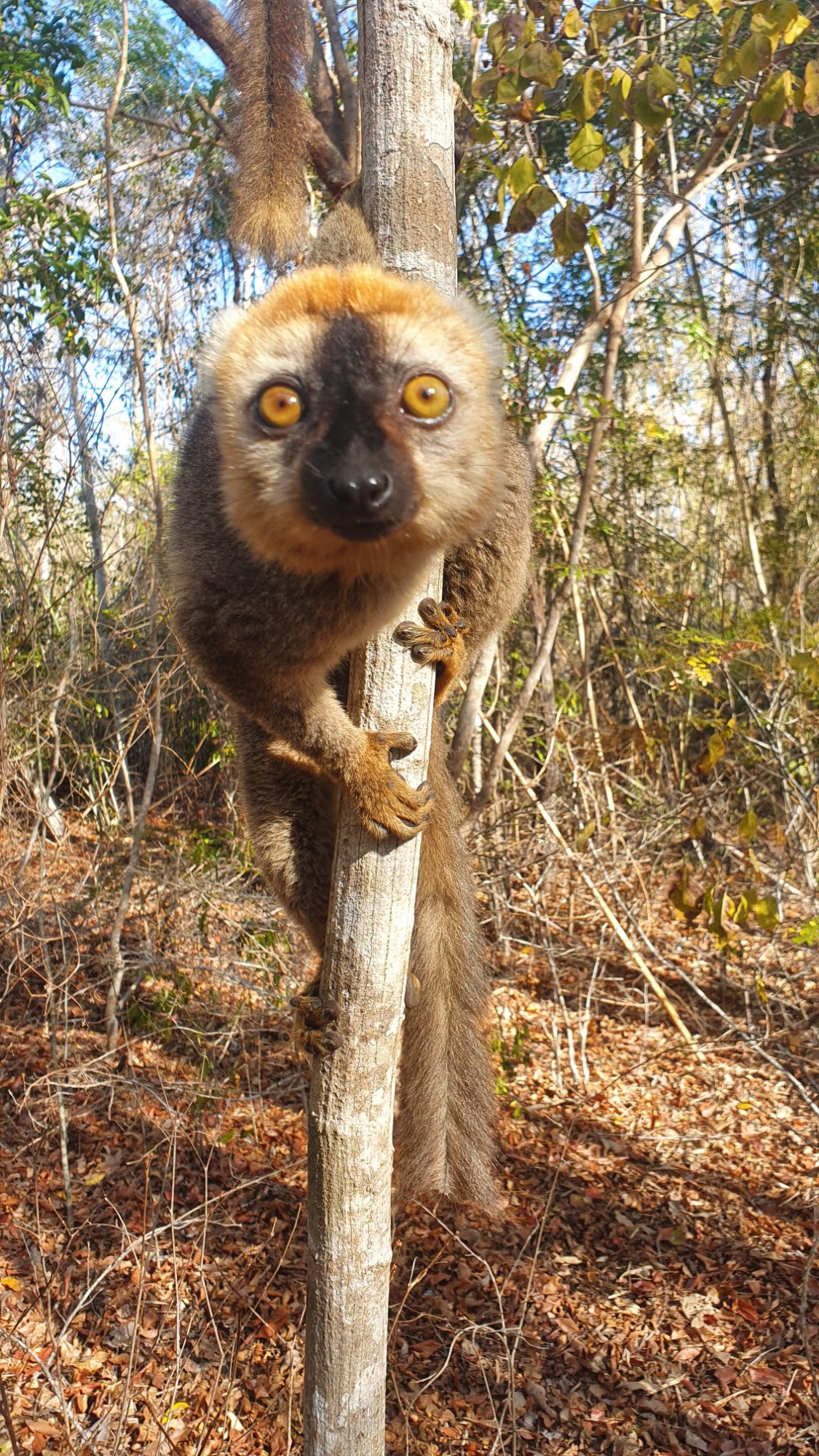 Madagascar