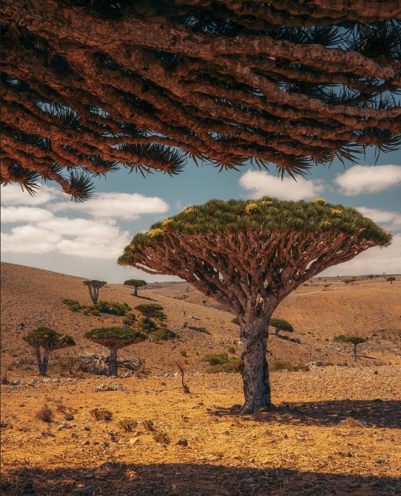 Socotra