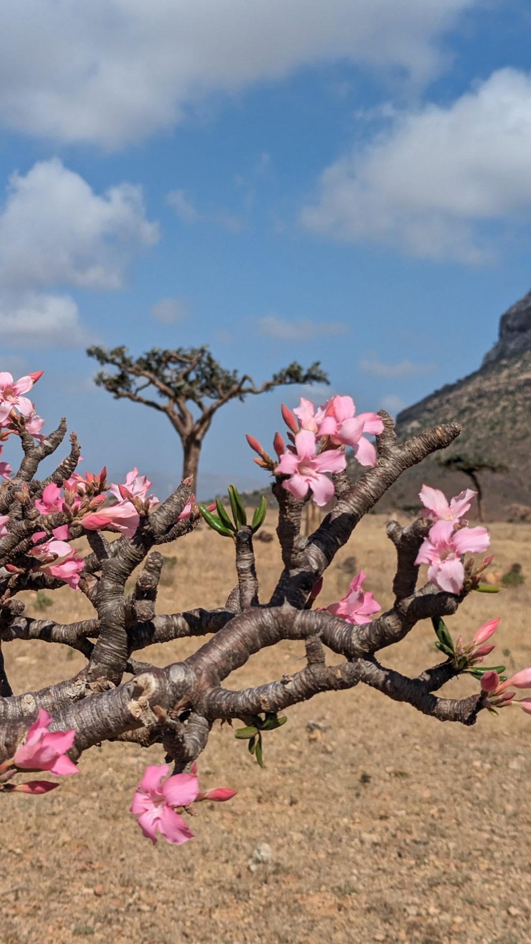 Desert Rose flowers — Socotra