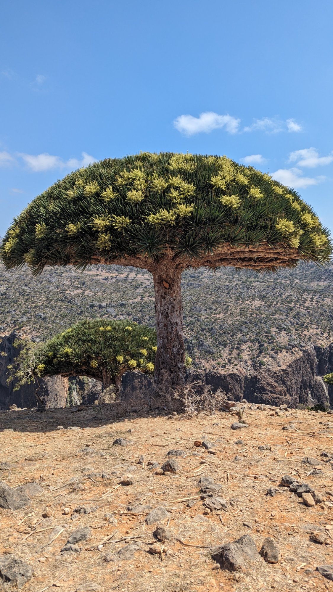 Dragon Blood Tree Socotra