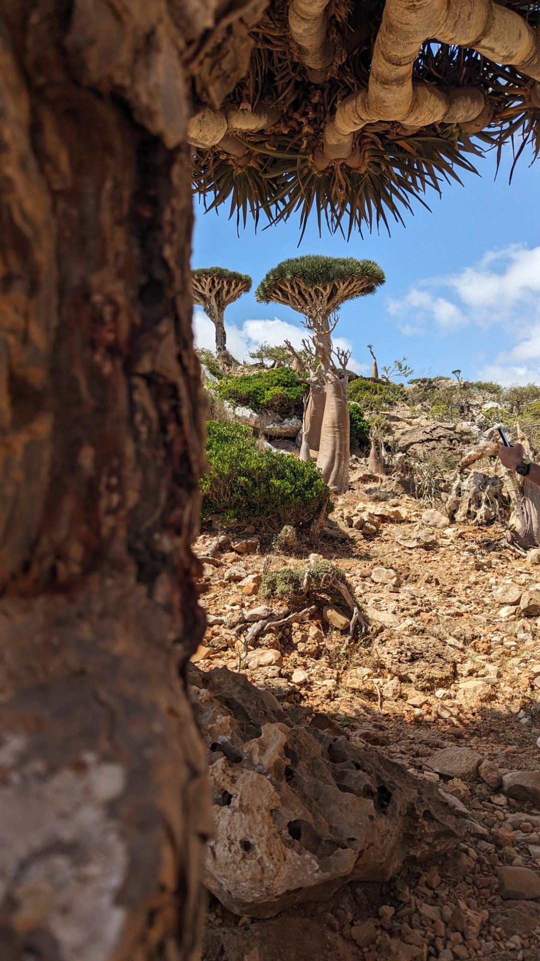 Dragon Blood Tree forest