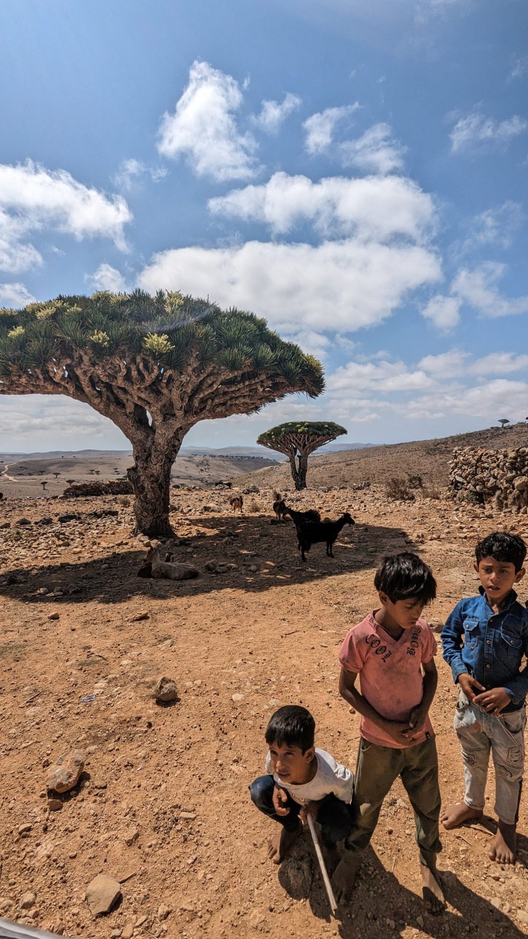 Local kids with Dragon Blood Tree