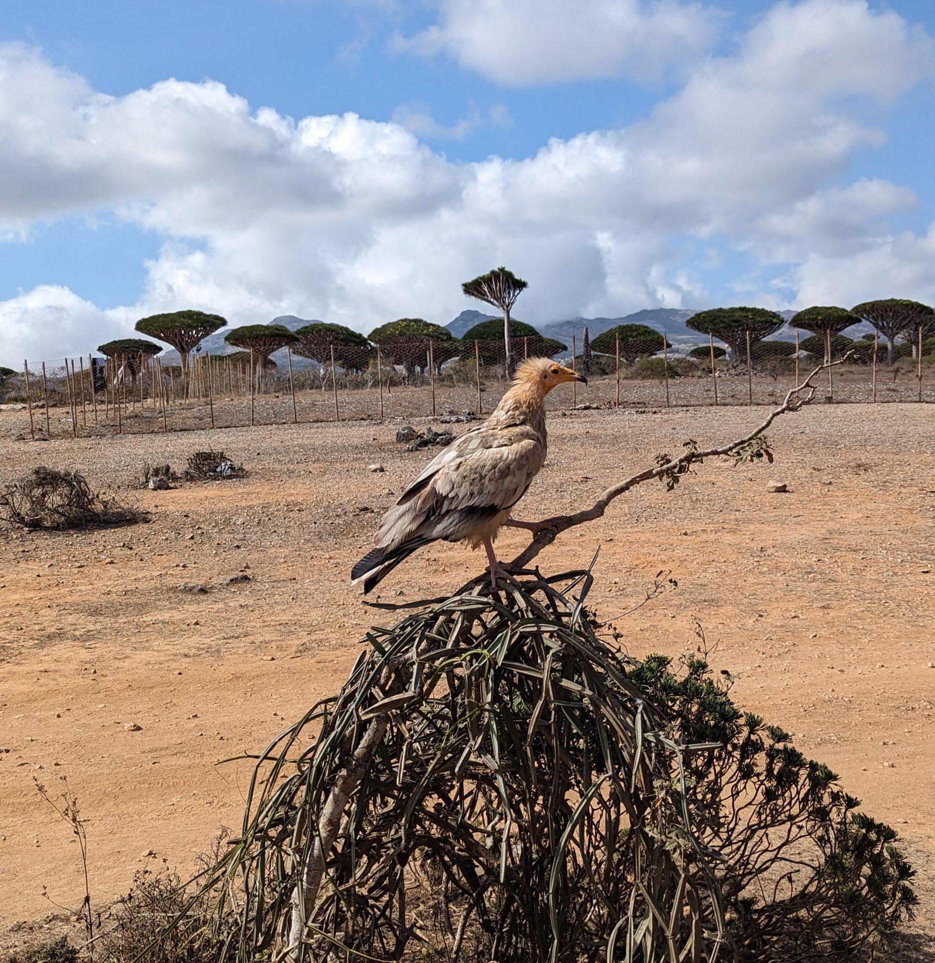Vulture and Dragon Blood Trees